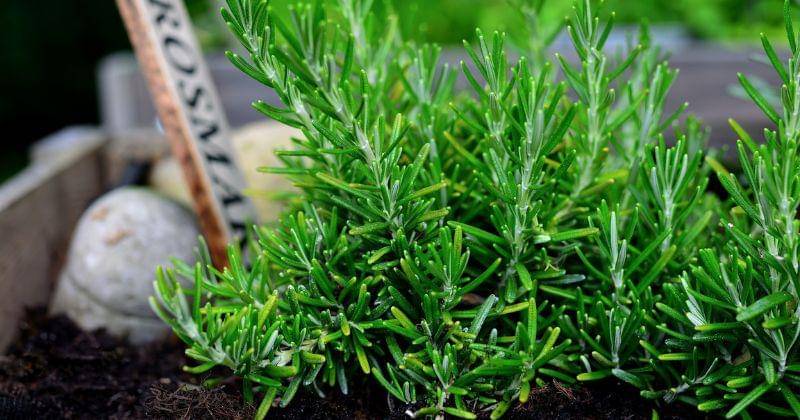 cara menanam rosemary di rumah